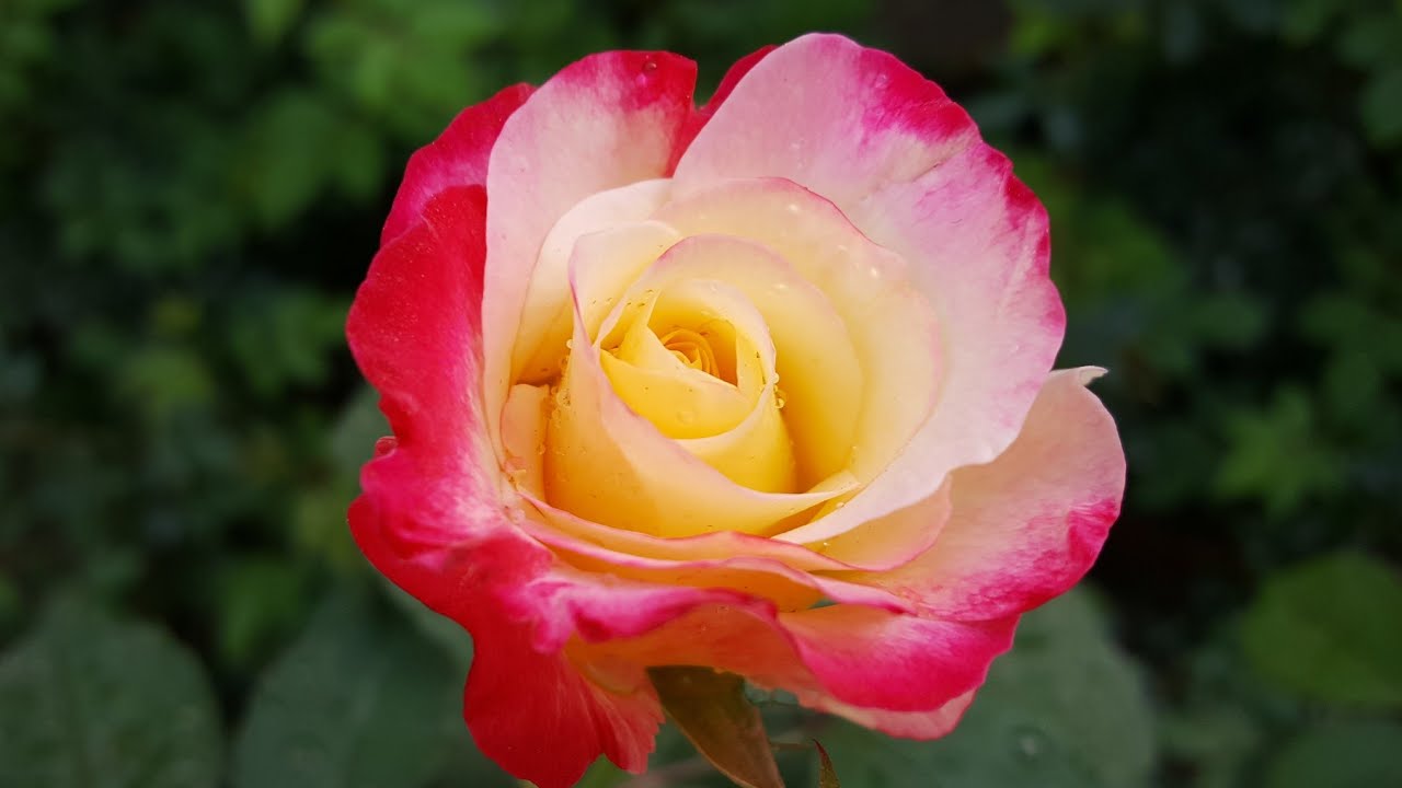 How to Get Maximum Blooms in your Roses Rose Care In Spring Best