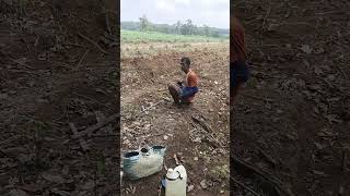 Pengendalian Gulma Semenjak Dini 16Hst