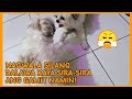 THEY&#39;VE GONE INTO A FIGHT AND NOW OUR THINGS IS SCATTERED! 😤 | PRINCESS SHIH TZU FUR LIFE