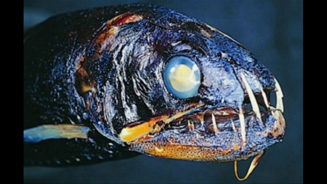 Scary fish. Ломозуб рыба. Тихоокеанский идиакант. Хаулиод обыкновенный. Глубоководные рыбы.