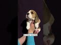 Beagle Puppies #pets #dog #love