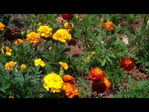 Video: Marigold Tegak (30 Foto): Karakteristik Campuran Varietas 