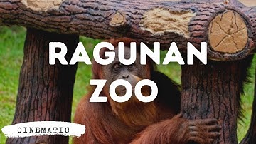 Taman Margasatwa Ragunan | Jakarta Zoo | Cinematic Music Video