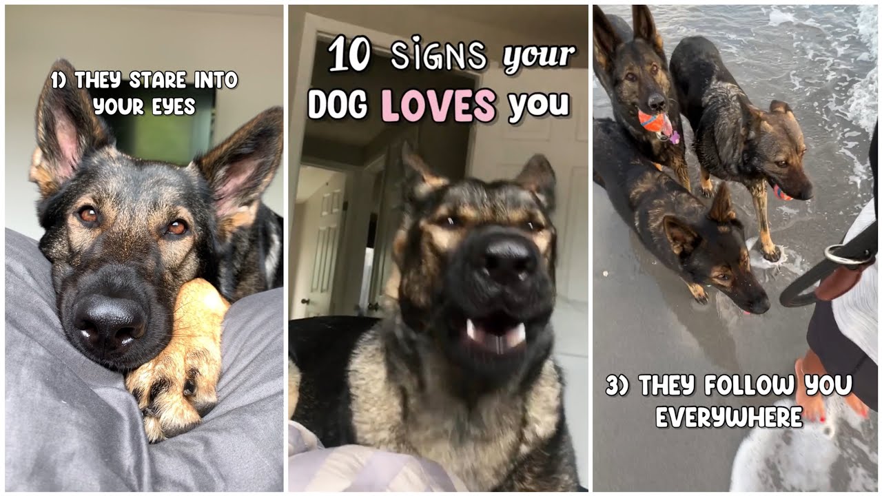 10 Signs Your Dog Loves You - YouTube
