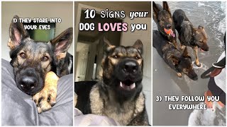 10 Signs Your Dog Loves You