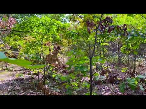 Video Ground DB24 Narrated