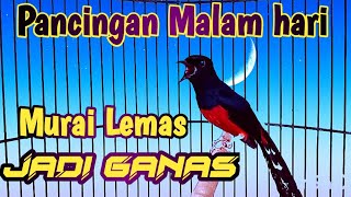 PANCINGAN MURAI BATU MALAM HARI, TERAPI NAIKAN EMOSI DAN BIRAHI