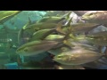 20170201魚津水族館 の動画、YouTube動画。