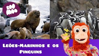 que barulho é esse (Leões-marinhos e os Pinguins)