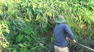 câu cá , câu cá trê vàng ở con rạch lâu năm.