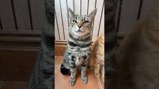Hello girl 6 7 cat version π± #shorts