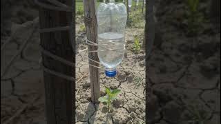 Brilliant Plastic Bottle Drip Irrigation Hack! 💧🌱 | Zero-Cost Desi Jugaad For Farmers | #shorts