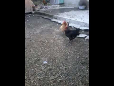 курицы бьют курицу. курицы бьют курицу. возраст курицы фото. цыплята дерутся между собой. курицы бьют курицу.