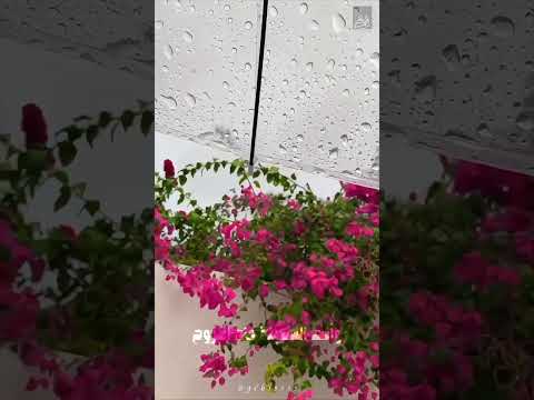 رفيقة غيم وزهر ولطف اكسبلور