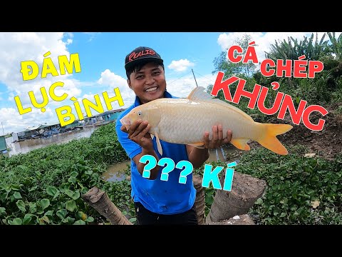 CÂU CÁ CHÉP KHỦNG TRONG ĐÁM LỤC BÌNH TRÊN SÔNG Ở MIỀN TÂY