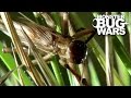 Bulldog raspy cricket vs whistling tarantula  monster bug wars