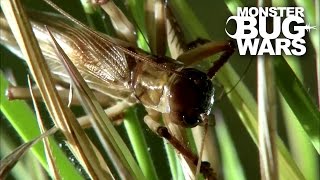 Bulldog Raspy Cricket Vs Whistling Tarantula | MONSTER BUG WARS