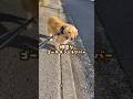 意外と頑固なゴールデンレトリバー #ゴールデンレトリバー #大型犬のいる生活 #goldenretriever