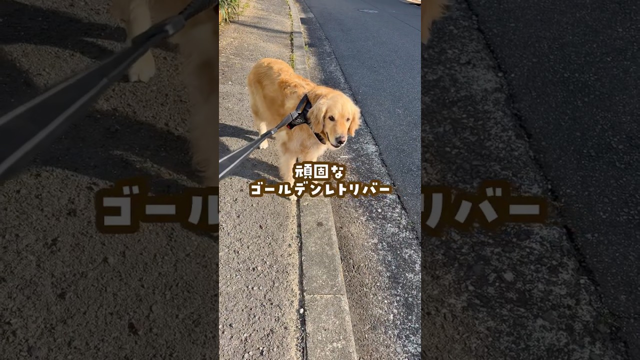 意外と頑固なゴールデンレトリバー #ゴールデンレトリバー #大型犬のいる生活 #goldenretriever