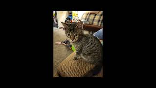 Meet Meow Meow - Cat Show Episode 6