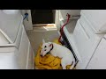 2013 Miss Piggy, silly bull terrier, goes for a boat ride