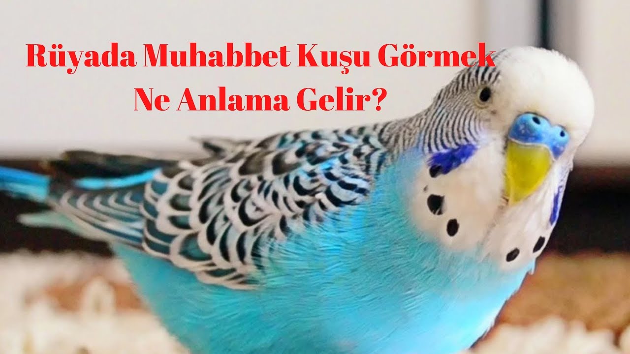 Rüyada Muhabbet Kuşu Görmek Ne Anlamadır? - YouTube