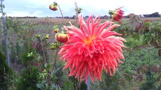 Dalia kaktusowa - Cactus Dahlia