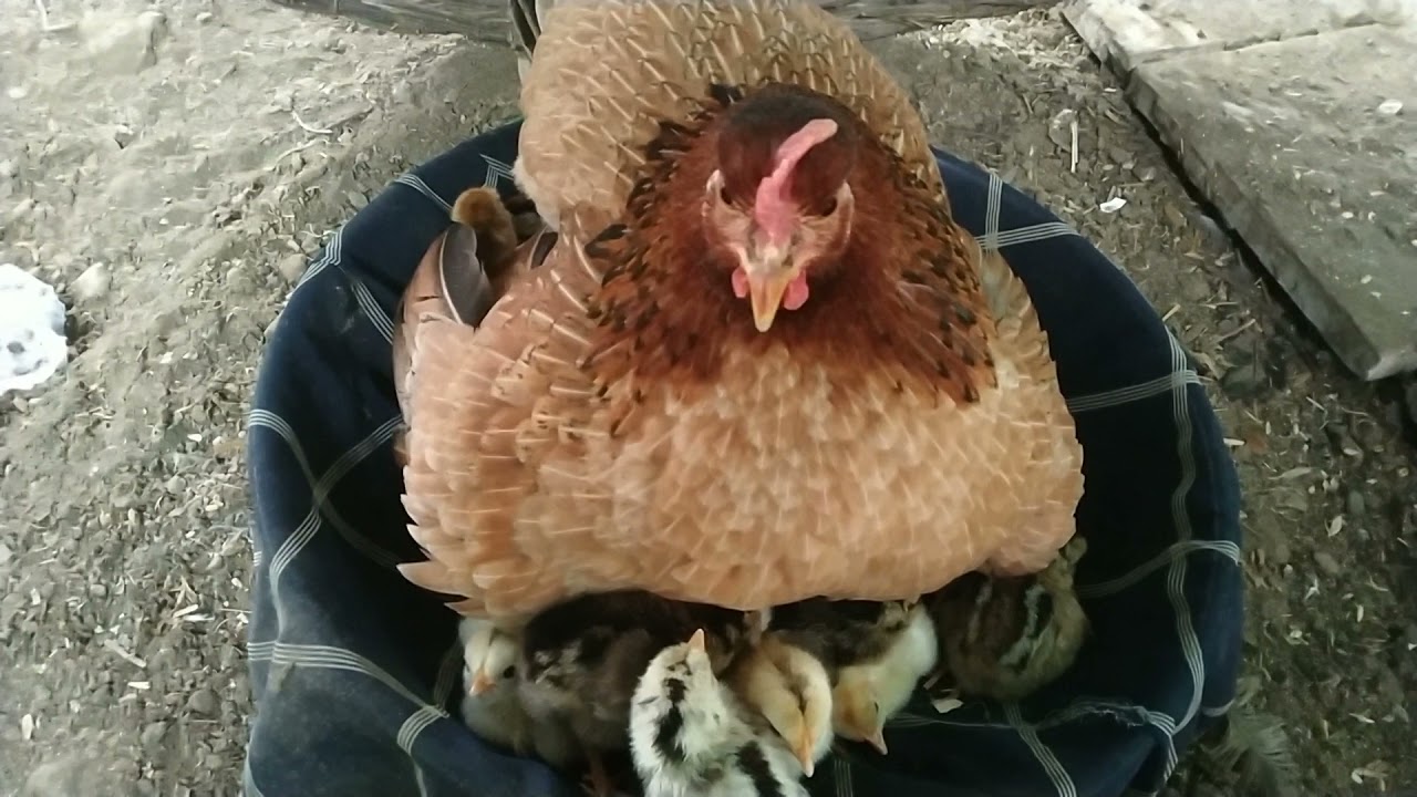Hatching Day .....|| Original Deshi Mother hatch 21 out of 21 chicks😘