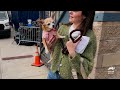 Awww-some Rescue Stories from Puppy Bowl 2026! | Puppy Bowl | Animal Planet