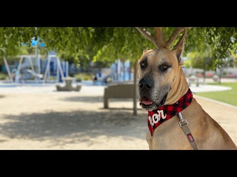 वीडियो: उबाऊ कोर्ट प्रोग्रामिंग के लिए समाधान? आराध्य कुत्ता पुनर्मूल्यांकन! [वीडियो]