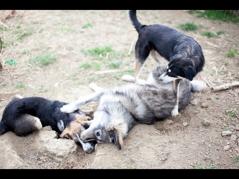 Video: Puppy Doused In kiehuva vesi on nyt rakastettu enemmän kuin hän voi käsitellä