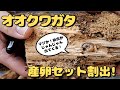 爆産！オオクワガタの産卵セット割り出し