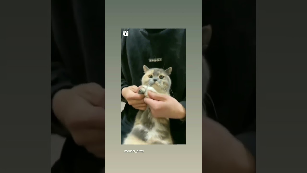 The cute cat doing hip hop