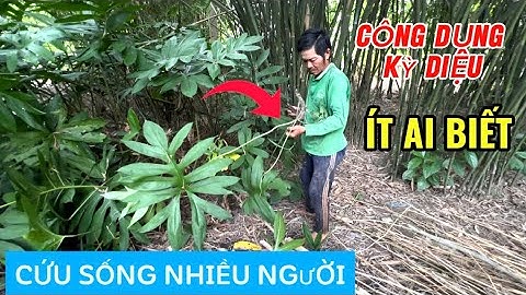 Bất ngờ với công dụng của cây mướp gai cứu sống nhiều người không phải ai cũng biết