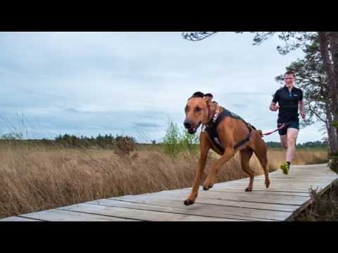 Canicross Training Day 8 - Speed Work - 5 min Ancient Canicross Training Day 8 - Speed Work - 5 min Ancient