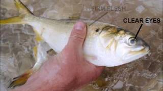 Chunking Bunker for Striped Bass  A Mobile Approach Part1