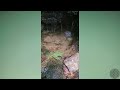 Whispers from the Spring – Appalachian Trail Reflections for Sleep & Meditation