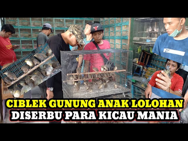 CIBLEK GUNUNG!!!UPDATE HARGA BURUNG TERBARU HARI INI DI PASAR BURUNG PRAMUKA KIOS KANG SAFI'I class=