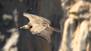 Película Aves Pirenaicas