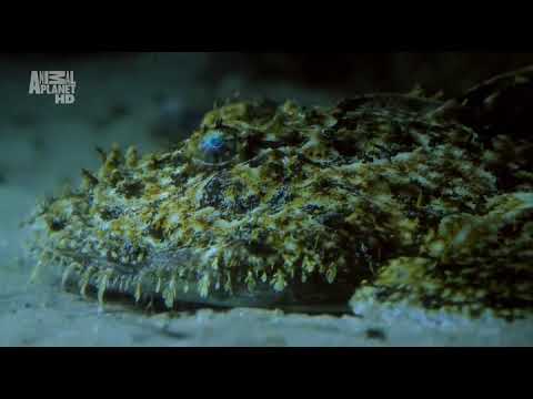 Как охотится европейский морской чёрт (Lophius piscatorius) ?
