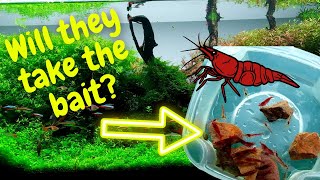How to set up a cherry shrimp trap in your Aquascape: Catching shrimp without a net!