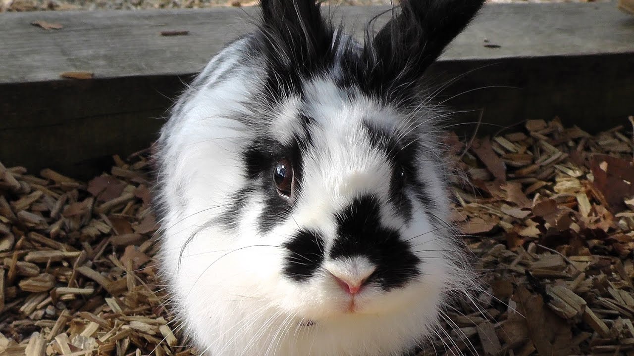 Alexandra's King Rabbit - YouTube