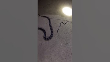 S Khái niệm về loài rắn cạp nia. Konsep ular garter yang sangat beracun #snake