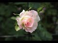 小さな窓の花ごよみ 1198 薔薇を愛でて ♪ シネマのように アンドレ・ギャニオン ♪