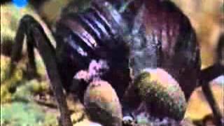 Coldcut - Natural Rhythm 1997
