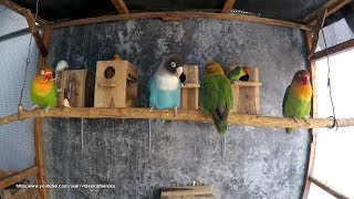 1 Hour of Lovebird Chirping Sounds  - July-24-2019