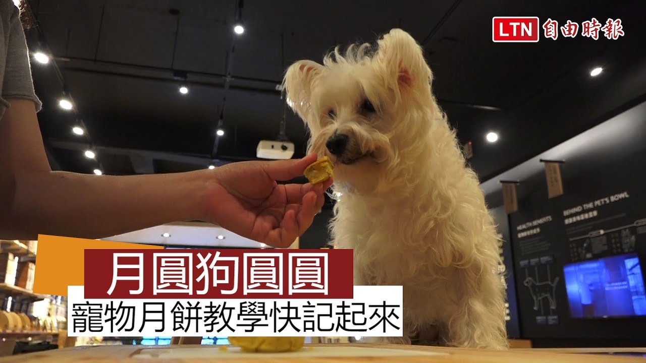 奴才必看 貓狗月餅這樣做 寵壞你家毛小孩 玩咖playing 自由電子報 奴才必看 貓狗月餅這樣做 寵壞你家毛小孩 玩咖playing 自由電子報