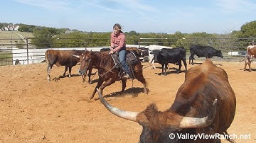 Star Rio Chant - working cows and roping! - ValleyViewRanch.net