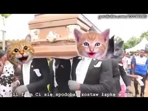 гробы котики #2 - YouTube