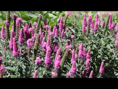 Βίντεο: Speedwell Plant Care - Συμβουλές για την καλλιέργεια λουλουδιών Speedwell
